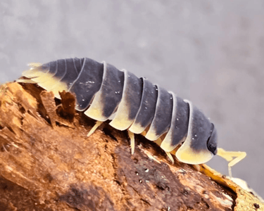 new isopods for sale